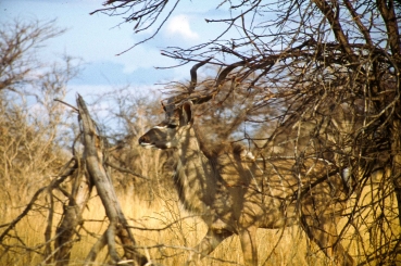 Etosha Nationalpark, Namibia